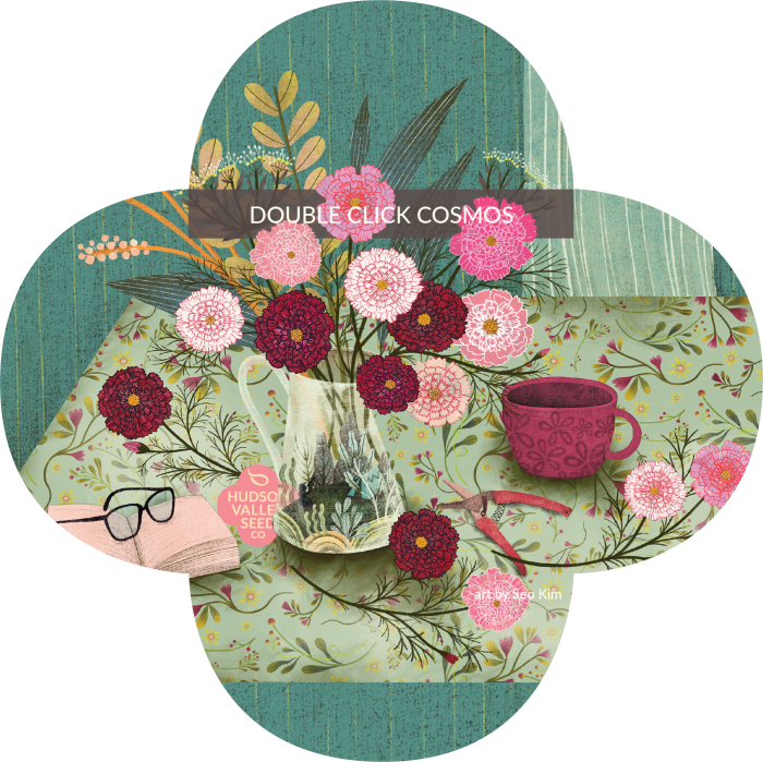 Thompson & Morgan Cosmos Double Click (700x699), Png Download