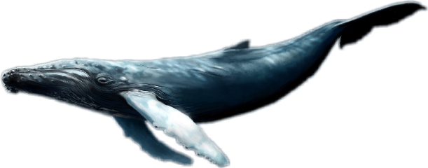F Freetoedit - Blue Whale (611x240), Png Download