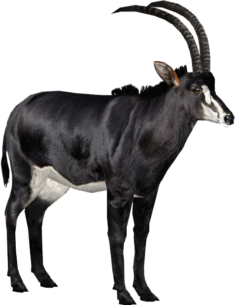 Giant Sable Antelope M - Sable Antelope White Background (616x616), Png Download