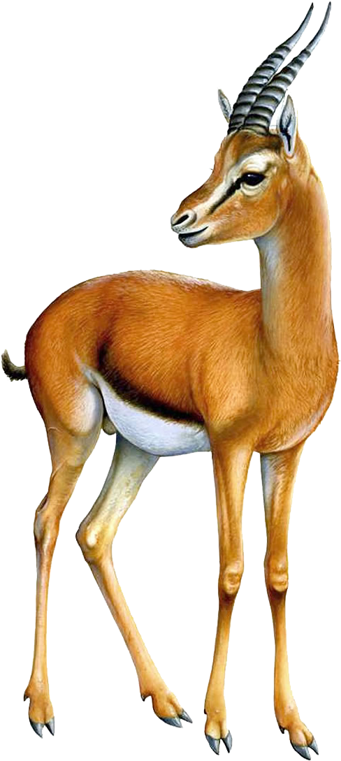 Gazelle Png Transparent Image - Gazelle Png (750x1190), Png Download