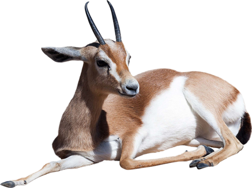 Gazelle Png File - Gazelle Png (500x373), Png Download