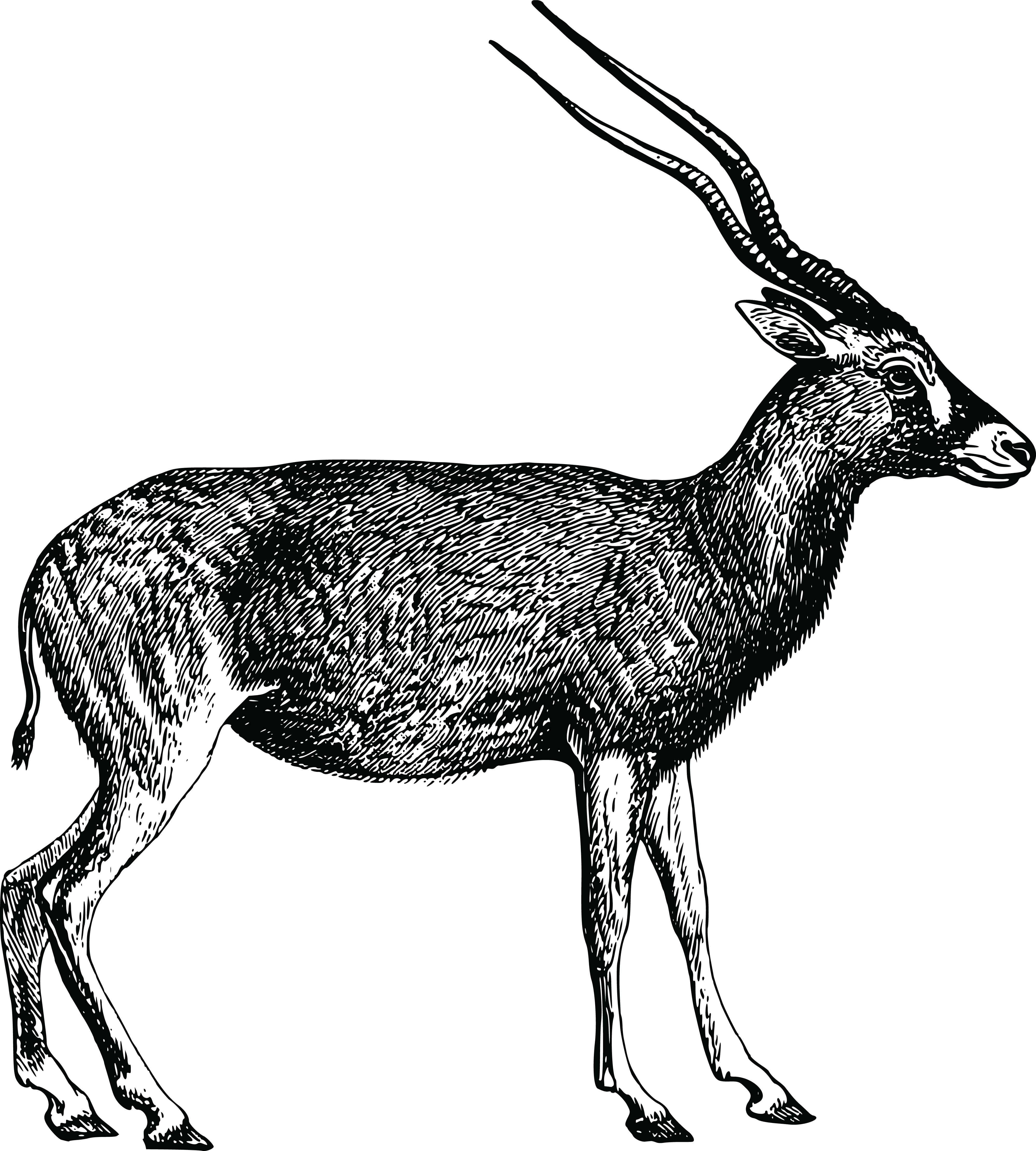 , , - Antelope Black And White (4000x4444), Png Download