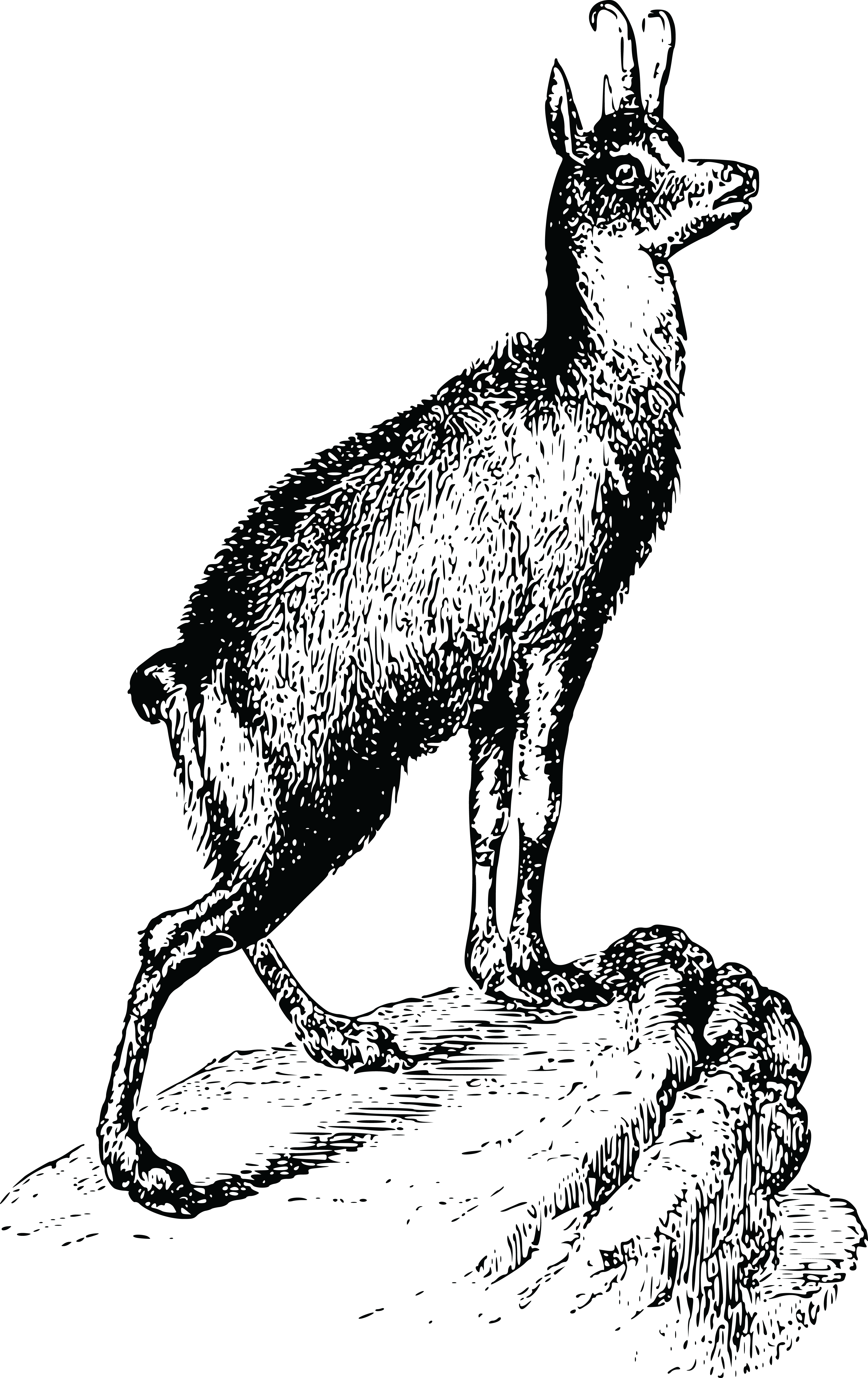 , , - Vector Graphics (4000x6349), Png Download