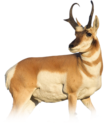 Source - U - S - Fish And Wildlife Service - Animals That Can Run (650x650), Png Download