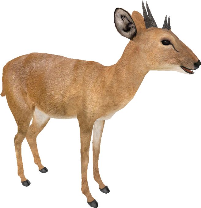 Four-horned Antelope - Four Horned Antelope (700x700), Png Download