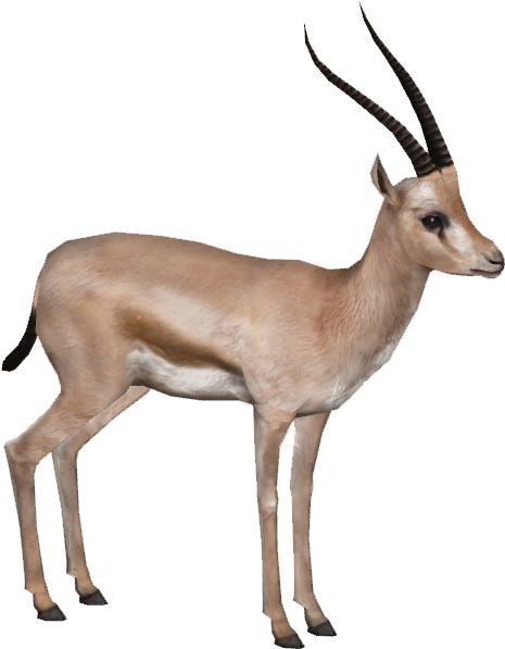 Gazelle Png Hd - Gazelle .png (596x596), Png Download