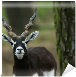 Black Buck (400x400), Png Download
