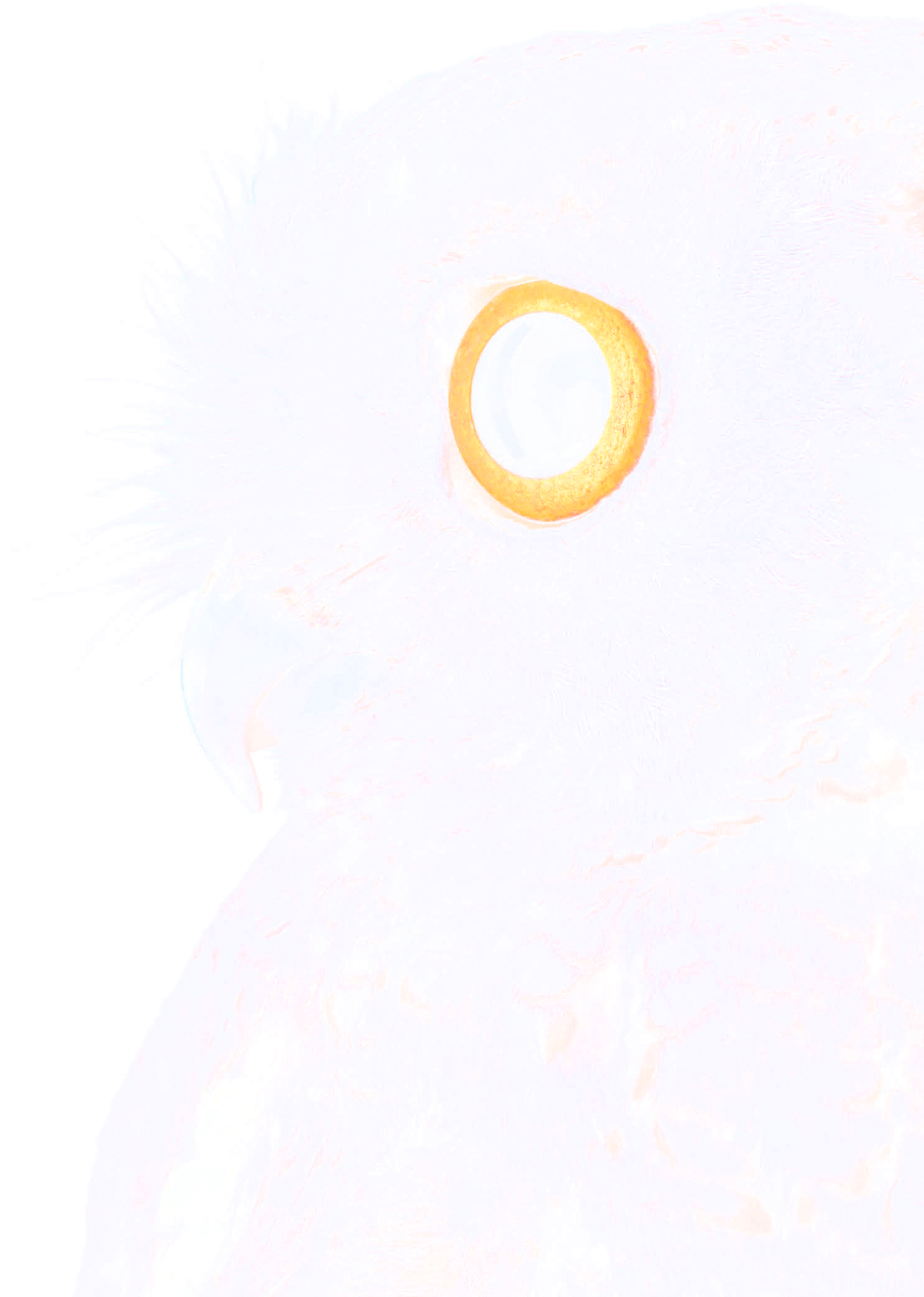 Here Ya Go - Incipio Octane Pure Transparent Folio For Surface Pro (3000x2000), Png Download