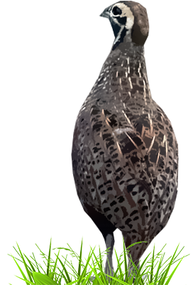 Quail (400x400), Png Download