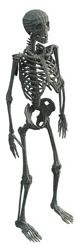 Base Mesh Skeleton - 3d Model Png (1024x1024), Png Download