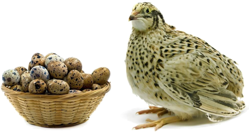 Quail - Quail Eggs (500x266), Png Download