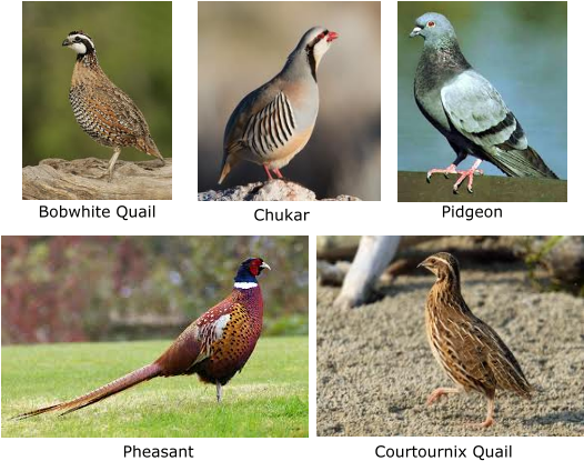 00 For Quail $8 - Practical Pheasant Rearing: Raising Pheasants Book (536x422), Png Download
