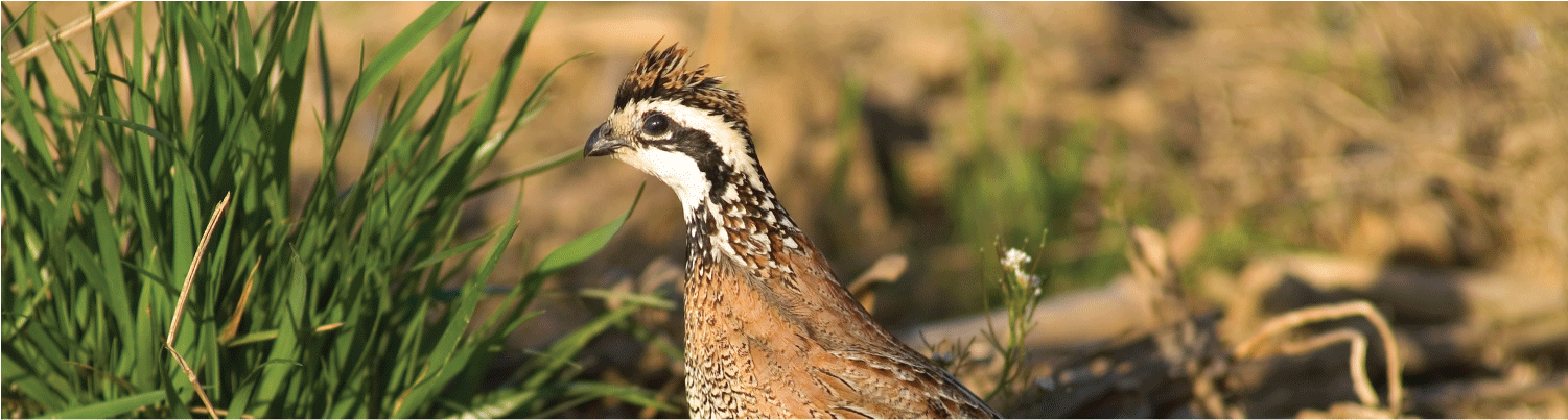 Site Designed & Hosted By Kanokla Design Studio - Bob White Quails (1500x1142), Png Download