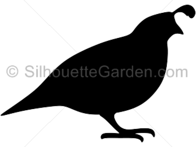 Pheasant Clipart Quail - Quail Silhouette Png (640x480), Png Download