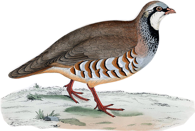 The Quail Trail - Bird Art Partridge (687x432), Png Download