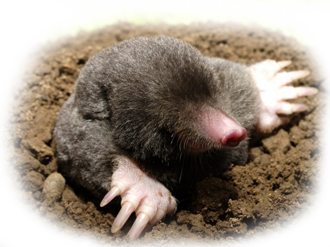 Don't Let Mr Mole Take Control - Ground Mole (650x486), Png Download