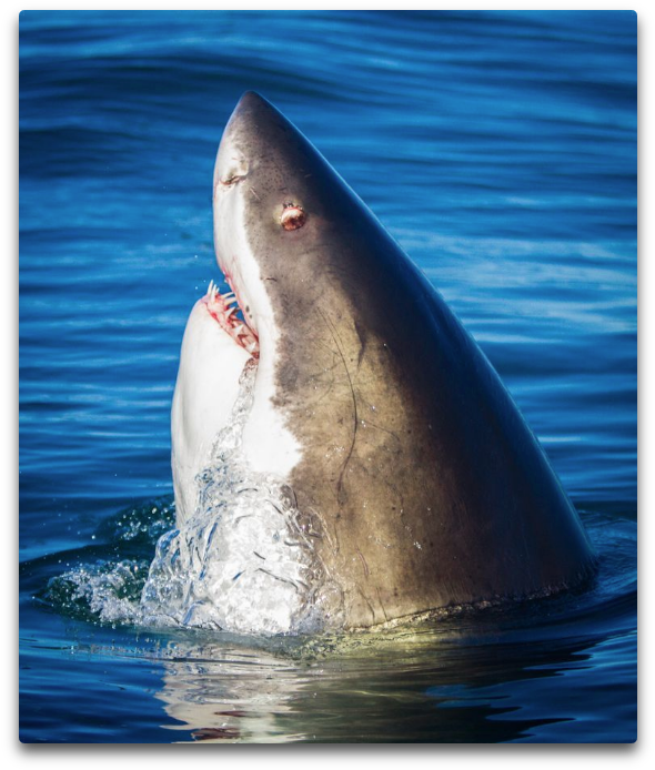 Away He Said “seeing That White Shark Stick Its Head - Cetacean Surfacing Behaviour (634x751), Png Download