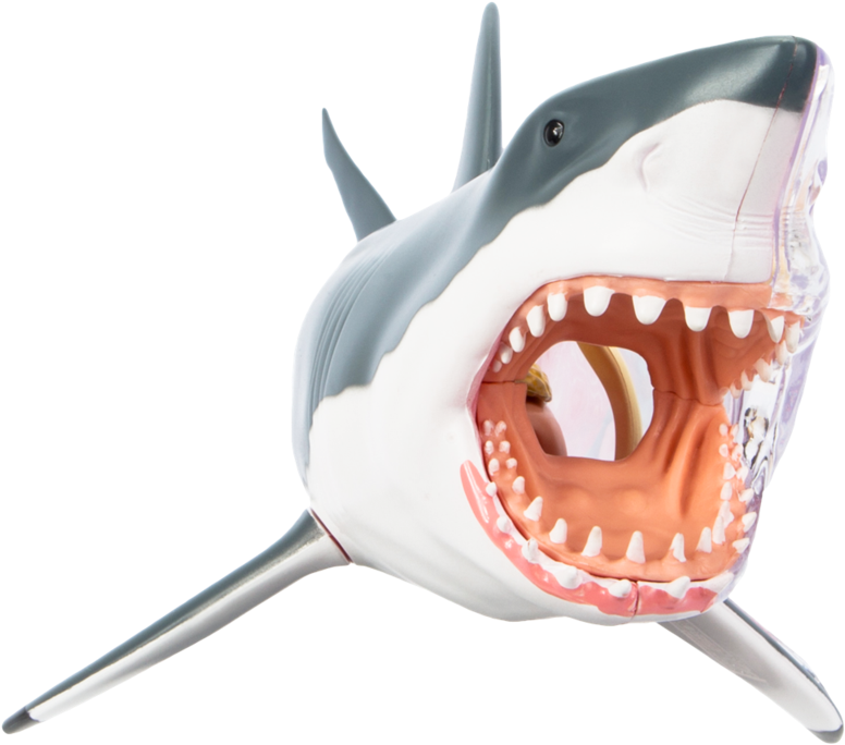Shark (800x800), Png Download
