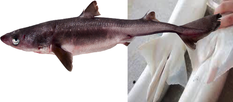 Head - Bronze Hammerhead Shark (800x350), Png Download