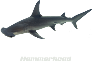 Shark (400x400), Png Download