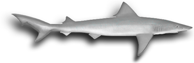 Top Ten Gummy Shark Land Based - Bronze Hammerhead Shark (640x283), Png Download