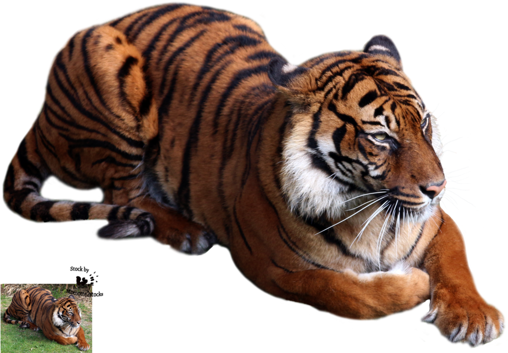 2 Kbytes, Sorted - Animals Png (1024x709), Png Download