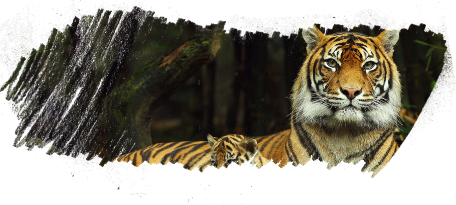 Leave A Reply Cancel Reply - Taronga Zoo (914x412), Png Download