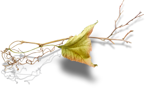 0 E0068 7b7e02ba L - Maple Leaf (500x306), Png Download