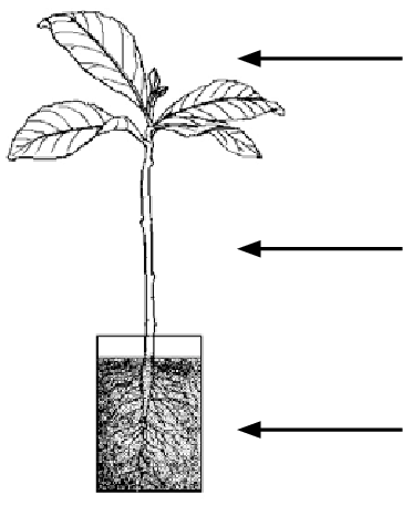 8 Features Of A Good Seedling Ready For Planting - Beech (364x456), Png Download