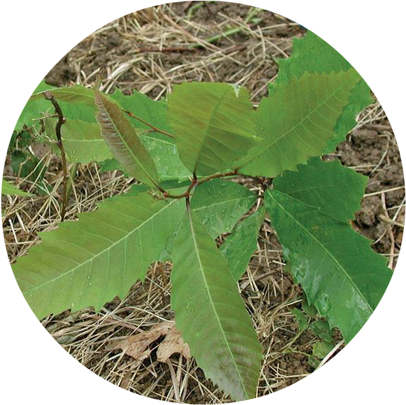 Planting - - Black Cherry Seedling In Woods (596x601), Png Download