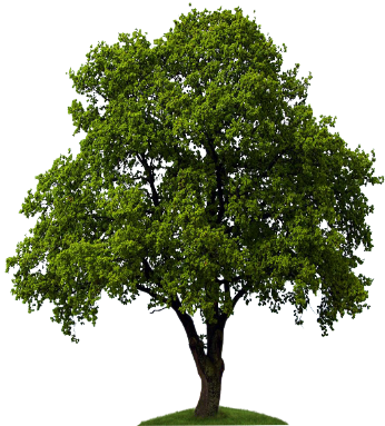 Voss Technologies Is A - Stock Photo Trees (464x448), Png Download