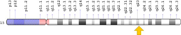 Hexa Gene - Hexa Gene Chromosome 15 (620x200), Png Download
