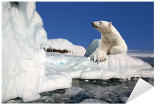 Polar Bear Standing On The Ice Block Sticker • Pixers® - Head Case Designs Wildlife Hard Back Case (400x400), Png Download