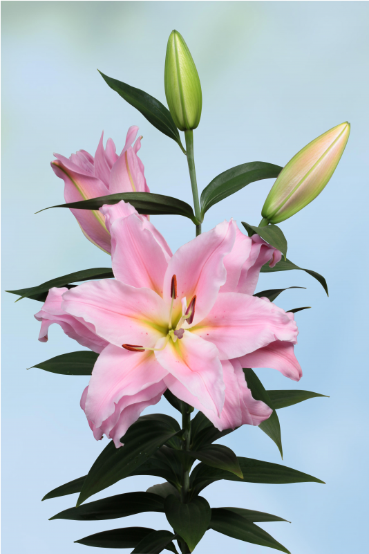 Stargazer Lily (800x800), Png Download