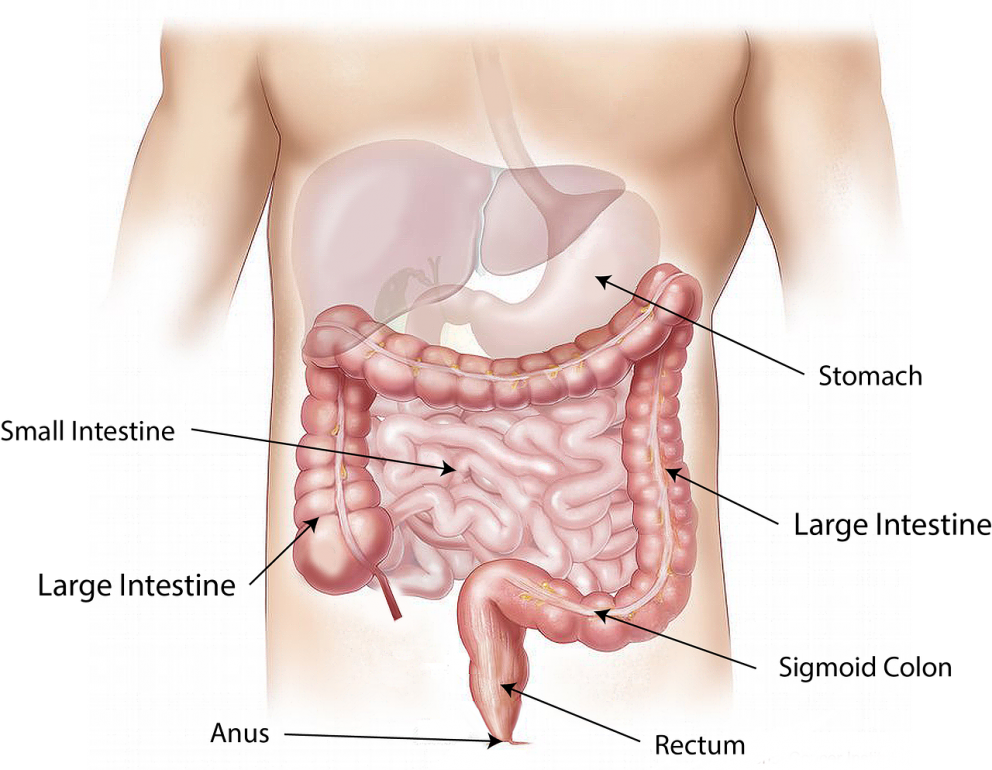 Un Estudio Sugiere Que La Enfermedad Que Padecía Fidel - Things In The Abdomen (992x770), Png Download
