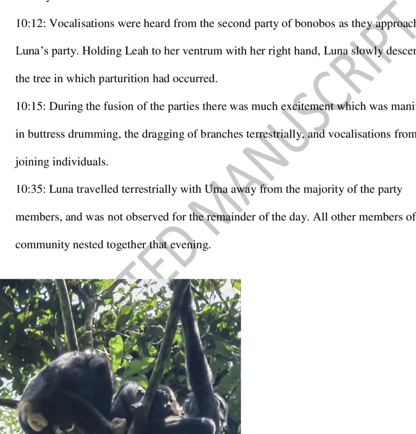 12 Luna Began To Descend The Tree - Umbilical Cord (850x887), Png Download