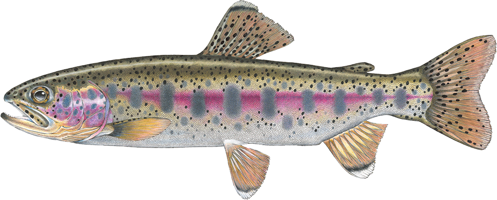 Trout (1000x404), Png Download