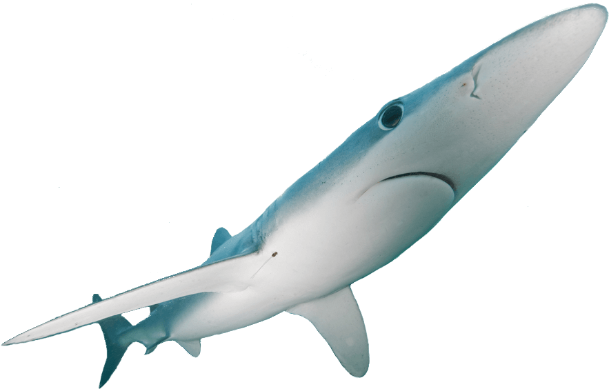Blue Shark On The Fly In Tail Fly Fishing Magazine - Magazine (915x585), Png Download