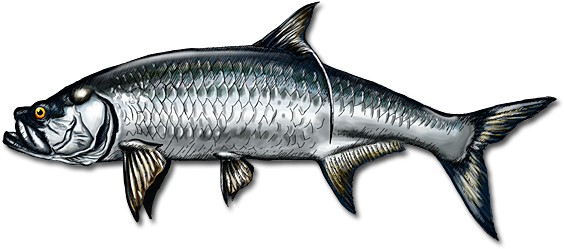 You'll Have A Great Time - Tarpon Fish Png (565x260), Png Download