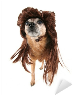 Vinilo Pixerstick Un Chihuahua Con Una Peluca • Pixers® - Cocker Spaniel (400x400), Png Download