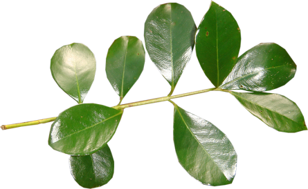 Hojas Y Plantas Png - Hojas De Plantas Png (445x274), Png Download