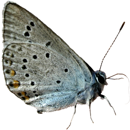 Borboletas Png - Butterfly (500x497), Png Download