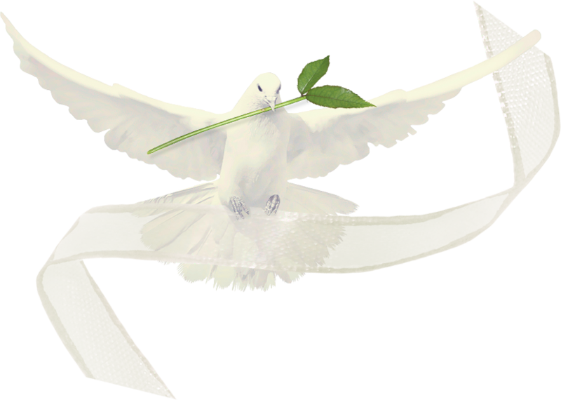 Paloma De La Paz, Palomas Blancas, Signos De La Paz, - Portable Network Graphics (800x570), Png Download