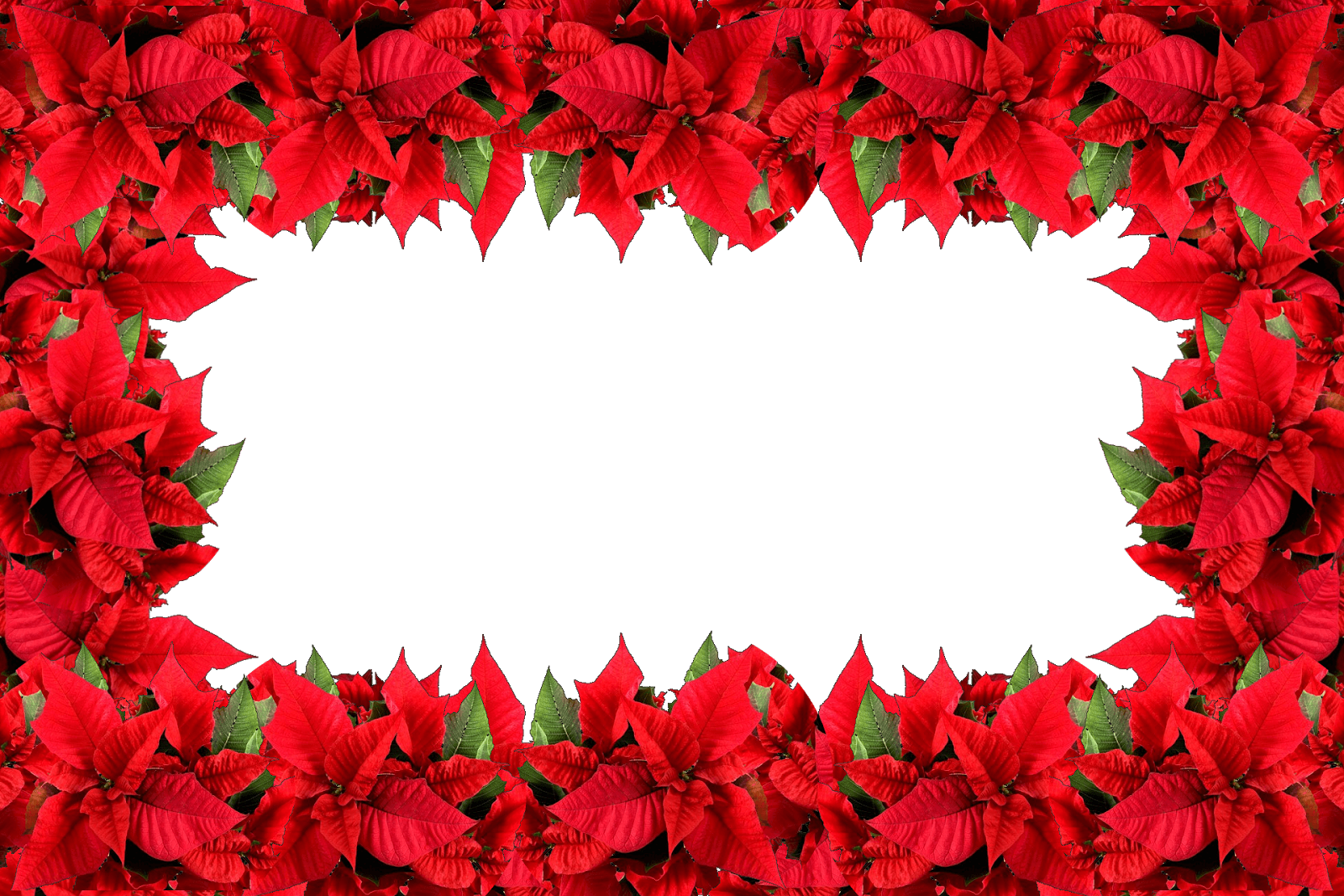 Moldura Nova Flor De Natal - Poinsettia (1600x1067), Png Download