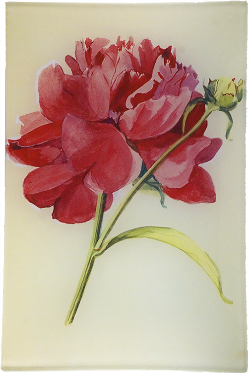 Peony (800x800), Png Download