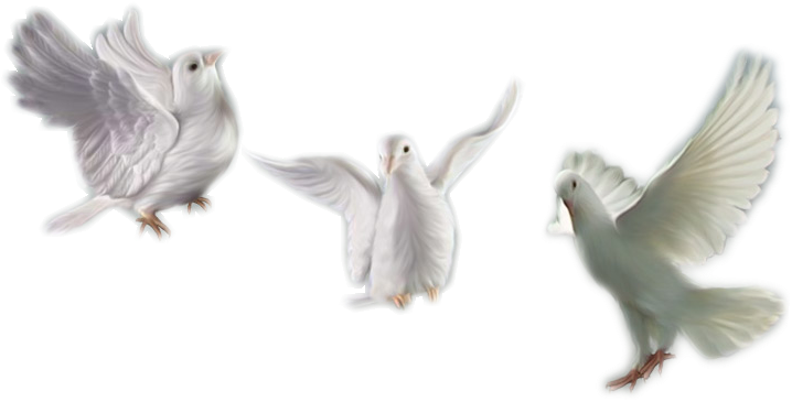 Edit - Palomas Blancas Sin Fondo Png (764x398), Png Download