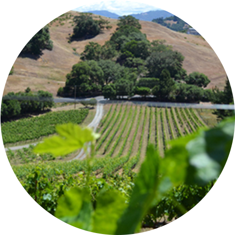 Theopolis Vineyards Is A Small Lot Vineyard And Hand-crafted - Portable Network Graphics (500x500), Png Download