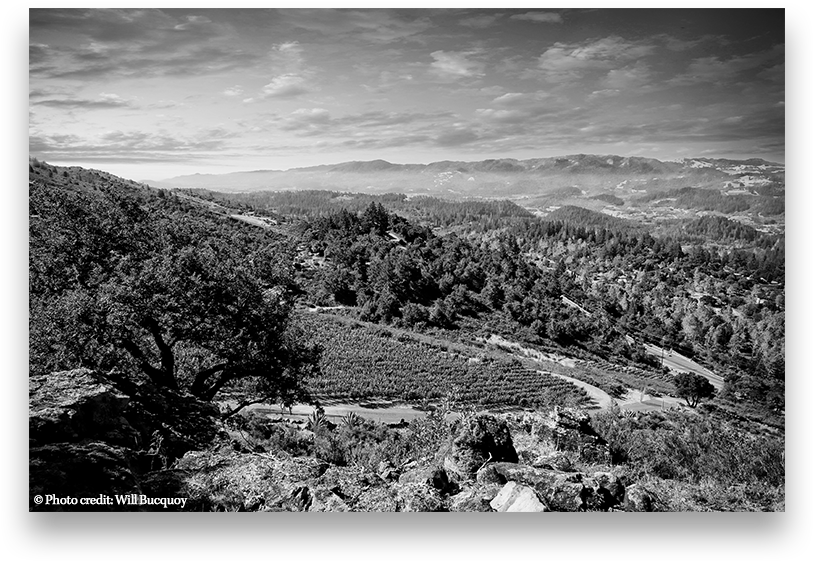 Live - Common Grape Vine (863x593), Png Download