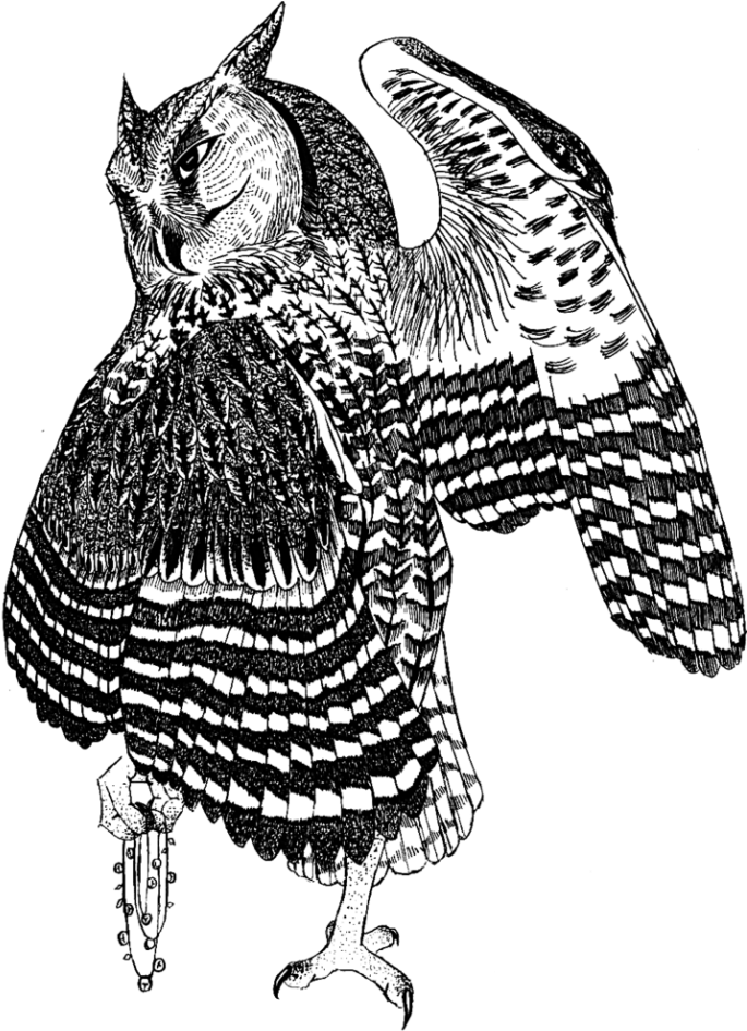 Buho En Tramas - Great Horned Owl (713x1024), Png Download