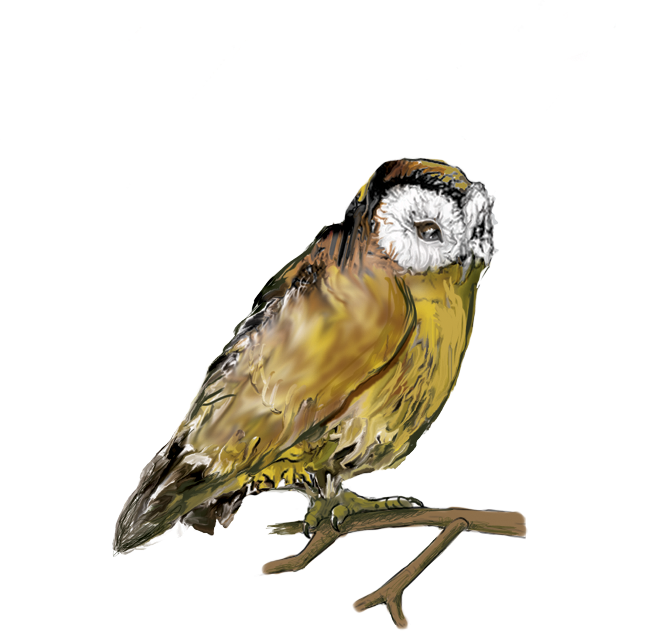 Owl (2480x2480), Png Download